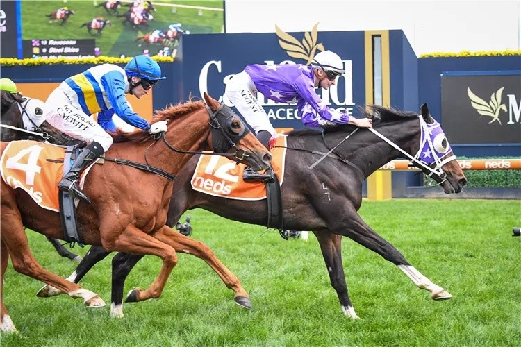 学禁资载马期澳王逐与美,深度解析背后的故事,学禁资载马期澳王逐与美,背后的故事深度解析