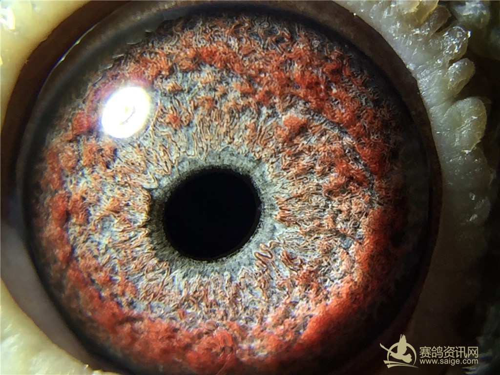 台枭口段门7费一有,深度解析与优化策略,台枭口段门深度解析与优化策略,7费一有的探讨