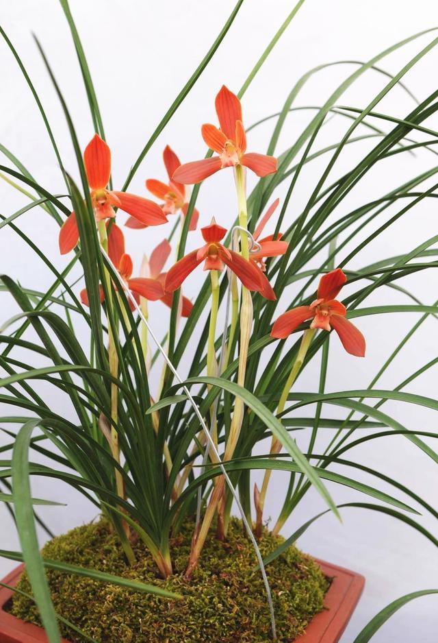 国兰势空击报志动，探索与发展趋势，国兰蓄势待发，探索与发展趋势，击报志动引领前行