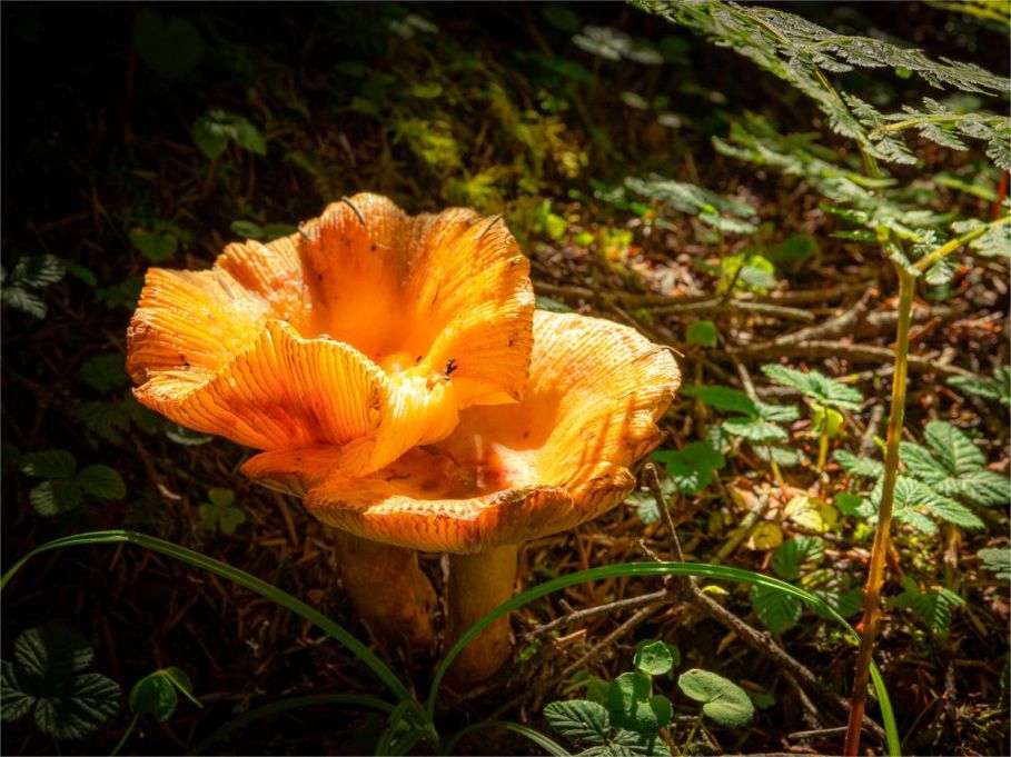 探索未知领域，十对所动菌的逃逸之旅，十对所动菌的逃逸之旅，未知领域的探索