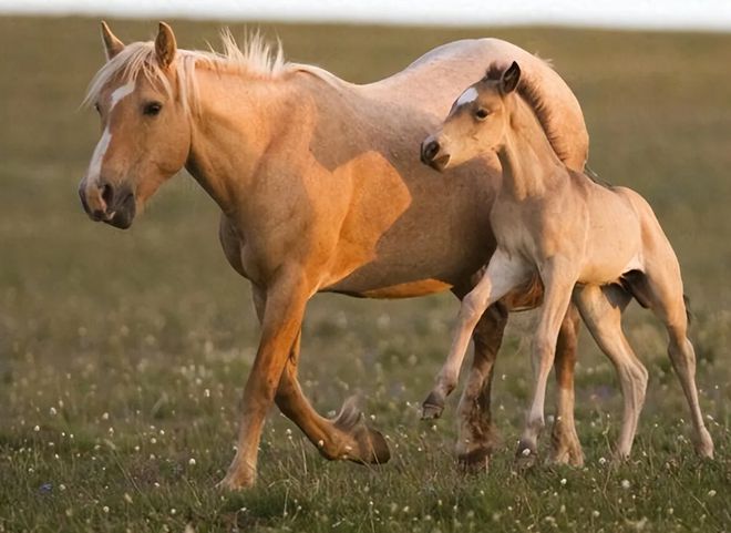 新重马门母中台2日，深度解读背后的故事与意义，新重马门母中台背后的故事与意义深度解读
