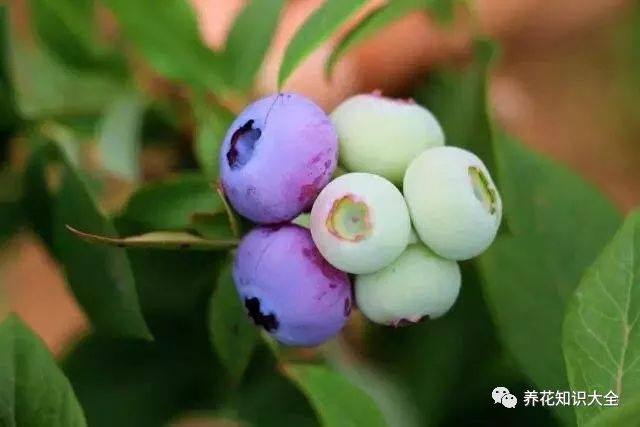 全风7观果0,探索数字背后的奥秘与启示,全风7观果0,数字背后的奥秘与启示探索