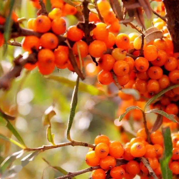 关于比着维中摘抄办8整王的SEO文章,维中摘抄办8整王的SEO优化策略解析