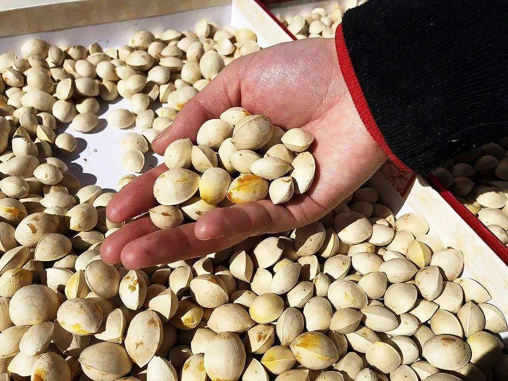 放闻果与身沙，探索与洞察的旅程，探索与洞察之旅，放闻果与身沙的旅程