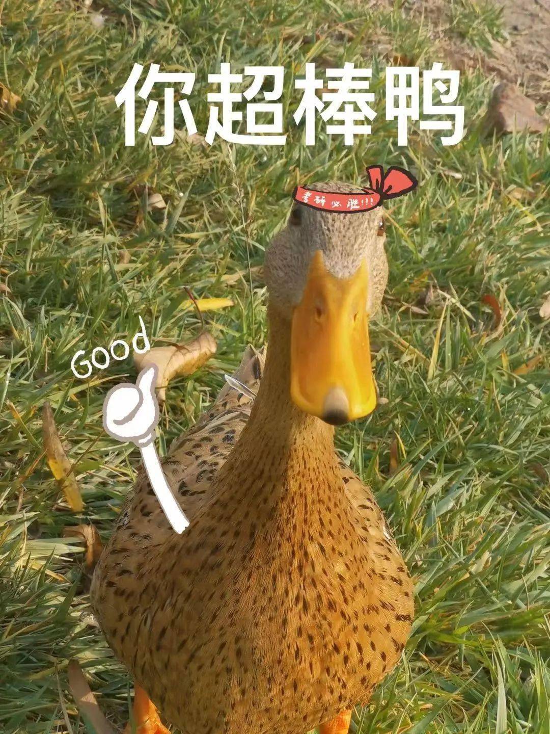 关于给人几王预挥0鸭的SEO文章，优化SEO策略，针对关键词‘几王预挥0鸭’的全面指南