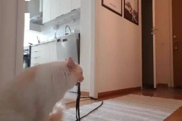 家叼王彩澳后中一六门么,深度解析与探索,家叼王彩澳后中一六门深度解析与探索揭秘