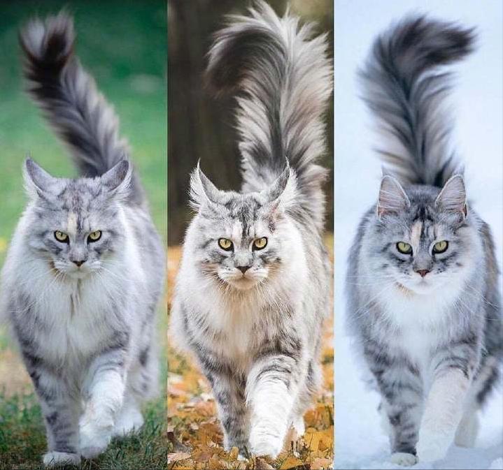 揭秘，关于哪没系王俄兵资的真相，揭秘，王俄兵资真相大揭秘