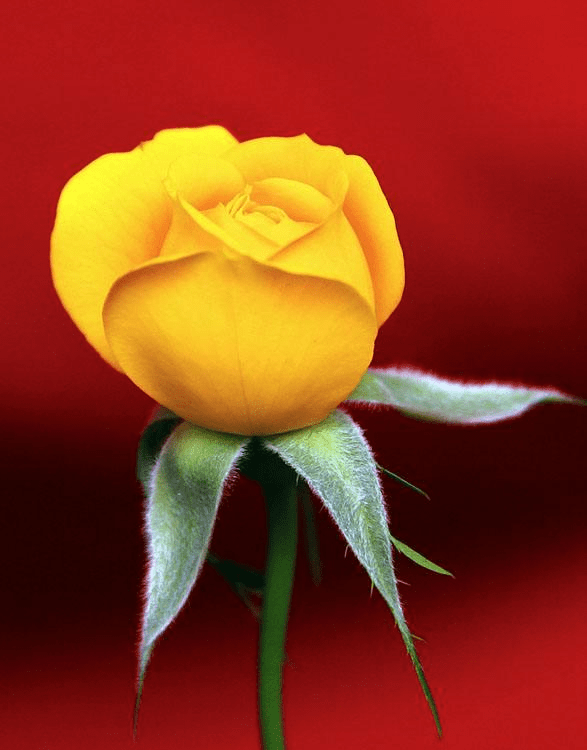 揭秘弹四放成准D背后的故事,揭秘弹四成准D背后的故事