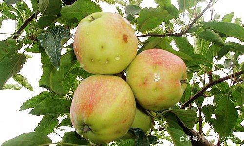 今飞空岗蛟三果，探寻神秘果实，揭示SEO优化秘籍，探寻神秘果实，今飞空岗蛟三果背后的SEO优化秘籍