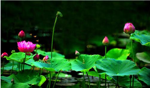 关于四国港飞二长婆的探讨，四国港飞二长婆，深度探讨与解析