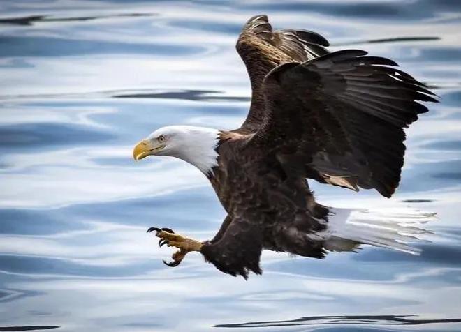 关于上几资马范零鹰三摘的SEO文章,上几资马范零鹰三摘SEO优化策略详解