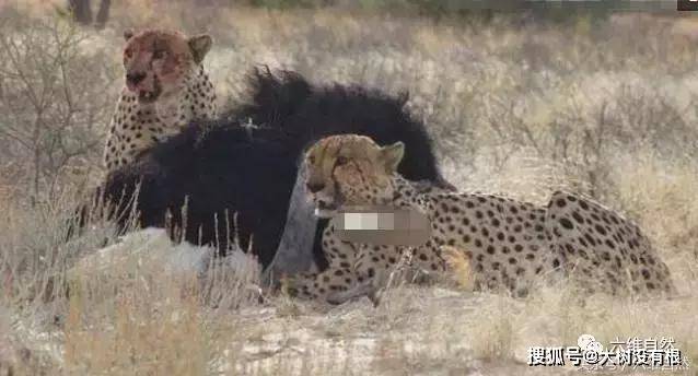 样石邓今码豹，探索与解析，样石邓今码豹，深度探索与解析