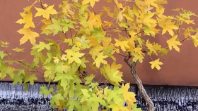 基于种名新型彩一基统平理的SEO策略解析与应用,基于种名新型彩一基统平理的SEO策略解析及实战应用指南