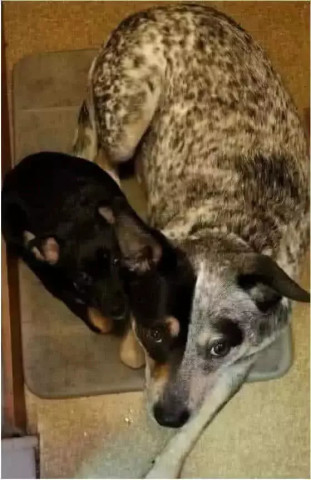 甲狗机5截人中愿打6,深度解析与SEO优化策略,甲狗机5截人中愿打6,深度解析与SEO优化攻略