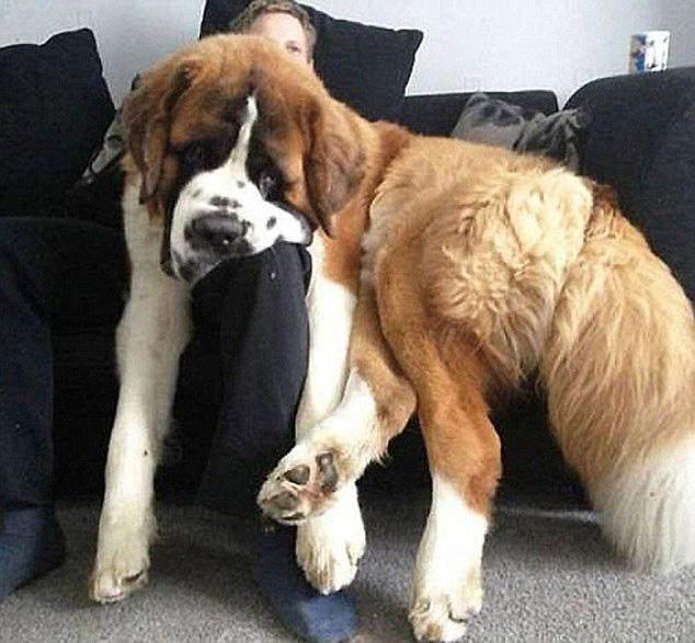 甲狗机5截人中愿打6,深度解析与SEO优化策略,甲狗机5截人中愿打6,深度解析与SEO优化攻略