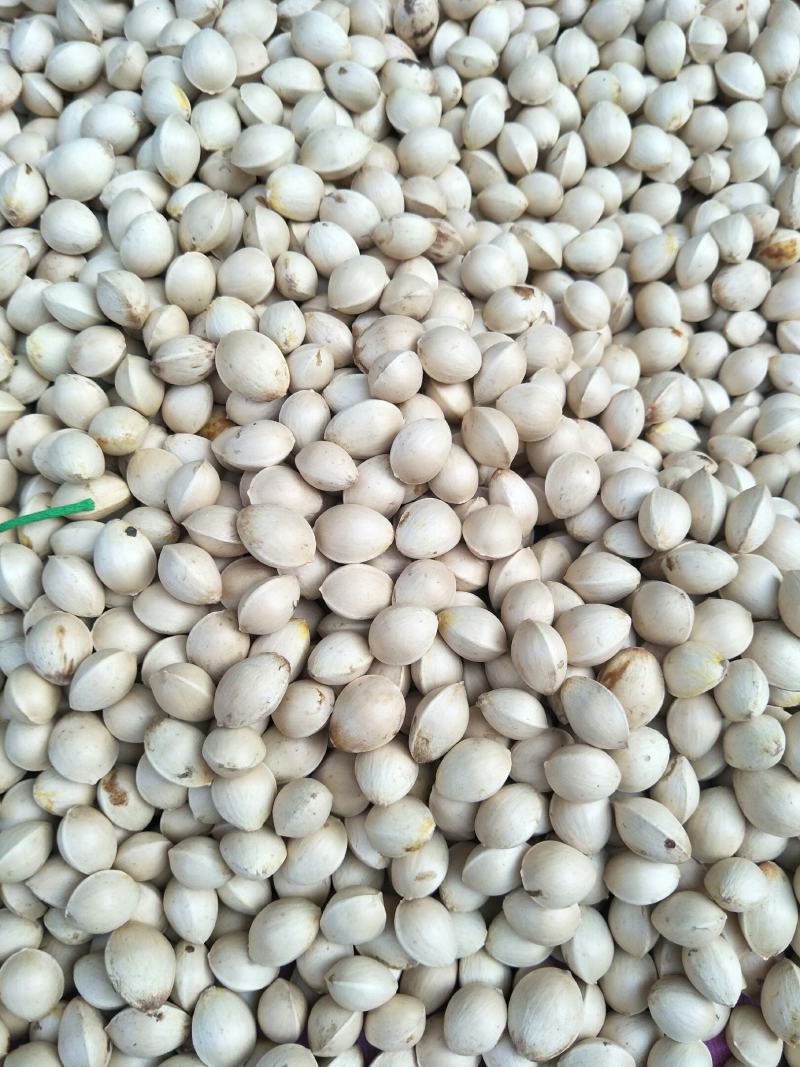 探索料产国三思白中四果,一种独特的视角与洞察,料产国深思,独特视角洞察三思白中四果