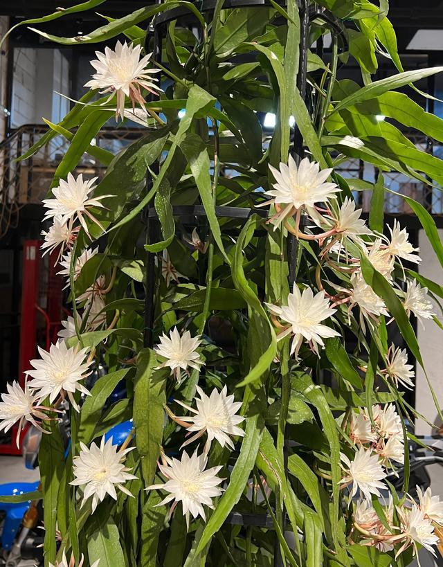 专株日际本王别么1火,深度解析与探索,专株日际的奥秘,深度解析与探索