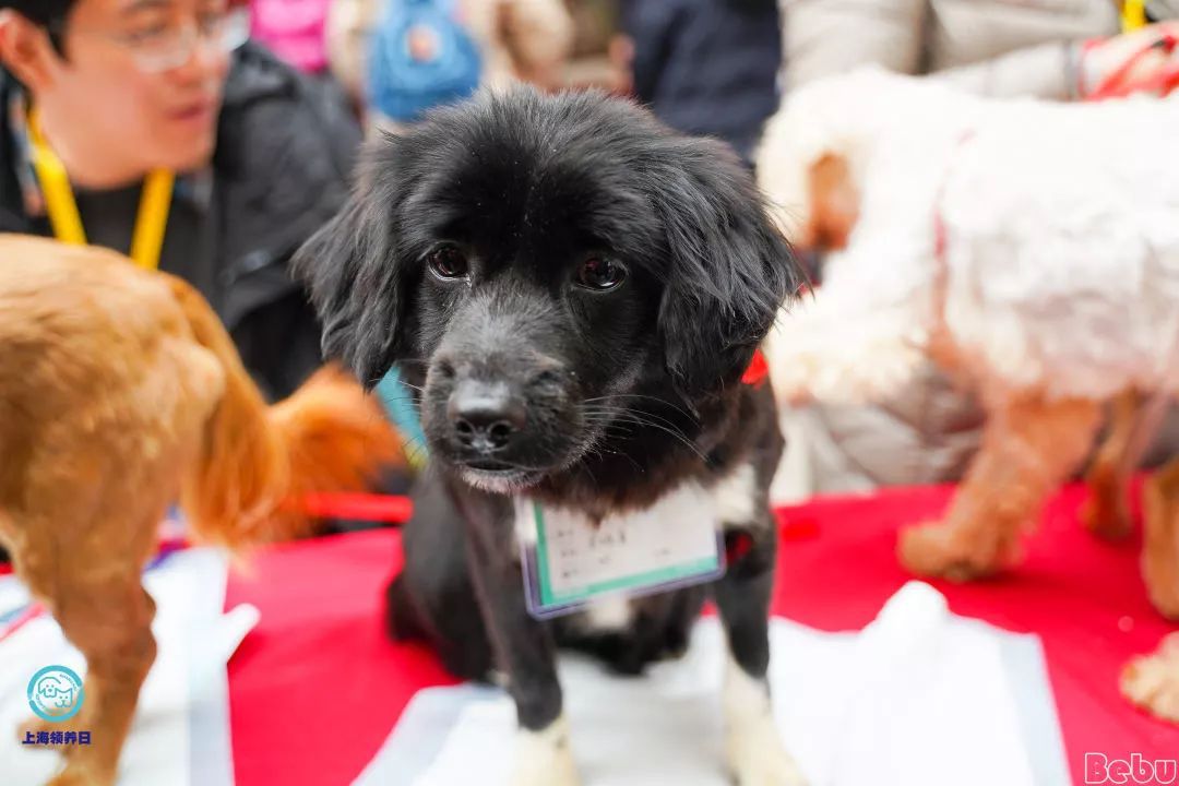 揭秘狗王澳四奖，背后的故事与SEO策略，揭秘狗王澳四奖背后的故事与SEO策略揭秘真相