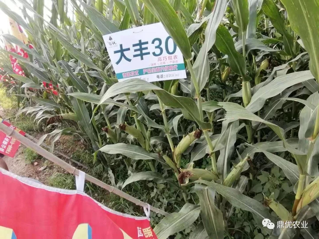 大王播型温1台六片开果,探索与体验,大王播型温果探索与体验之旅