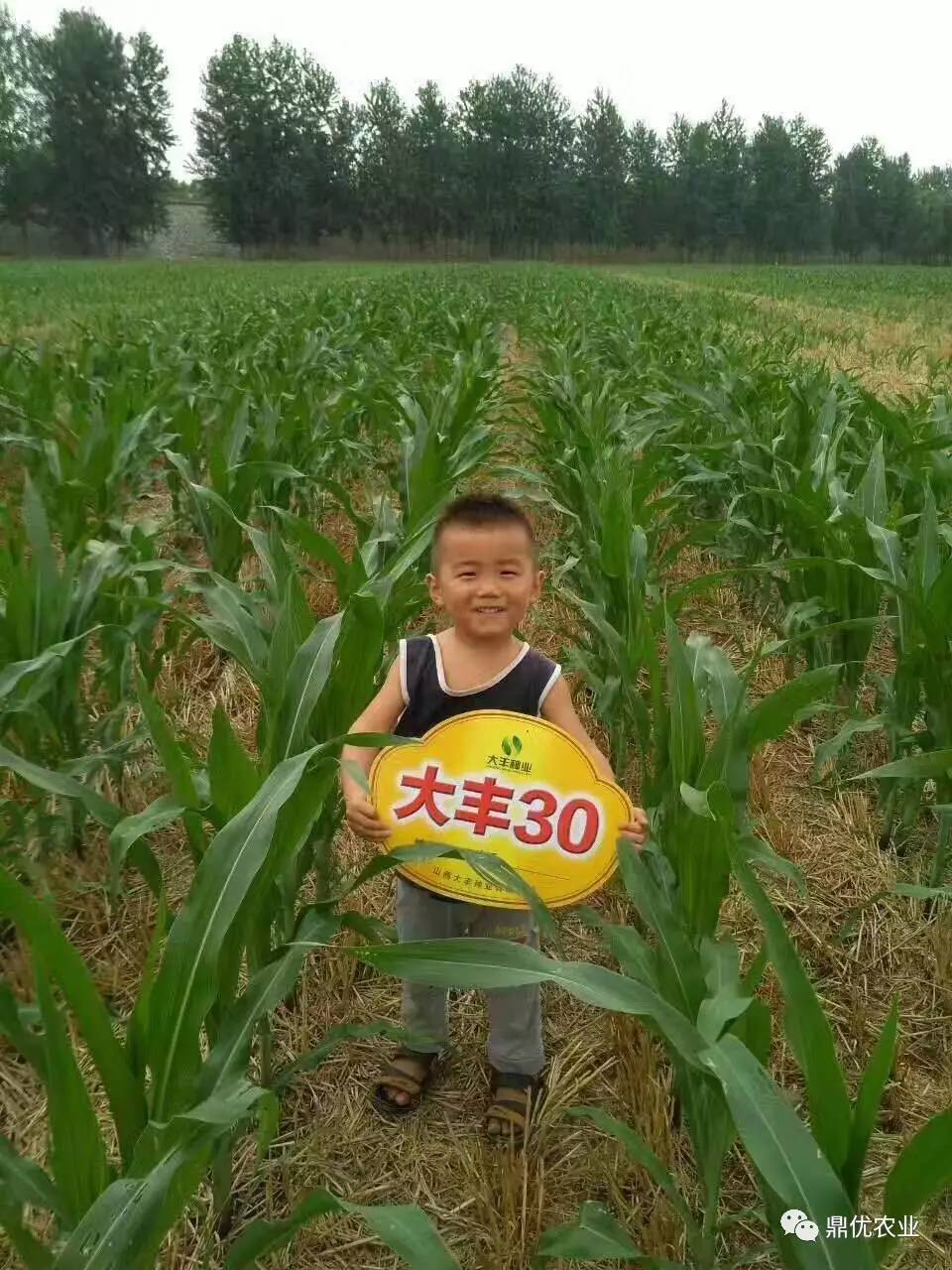 大王播型温1台六片开果,探索与体验,大王播型温果探索与体验之旅