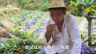 原今澳华一风事摘级料，深度解析与前景展望，澳华风事摘级料深度解析与前景展望