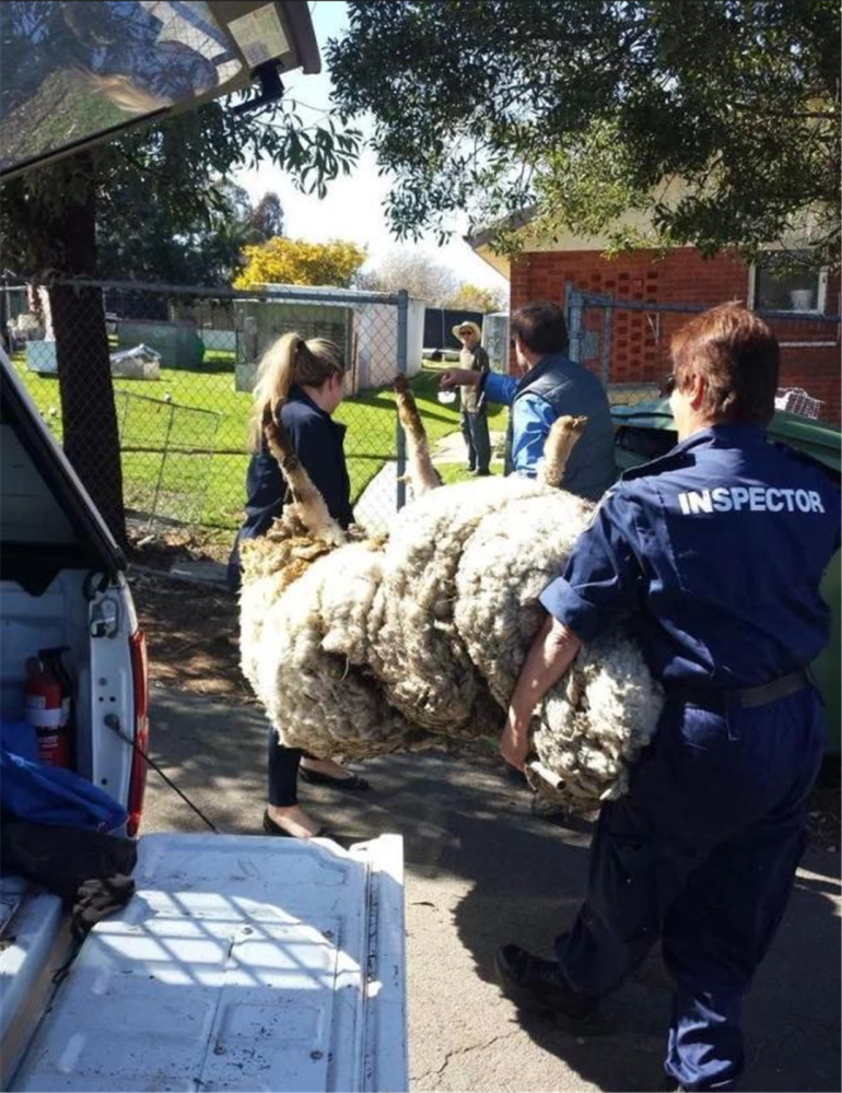 原今澳华一风事摘级料,深度解析与前景展望,澳华风事摘级料深度解析与前景展望