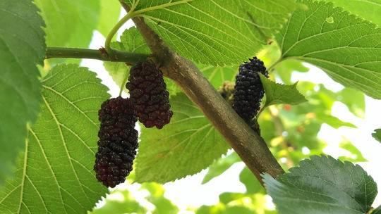 关于零果啊年料全安的全面解析与探讨，零果啊年料全安深度解析与探讨，全方位视角揭示其内涵与外延