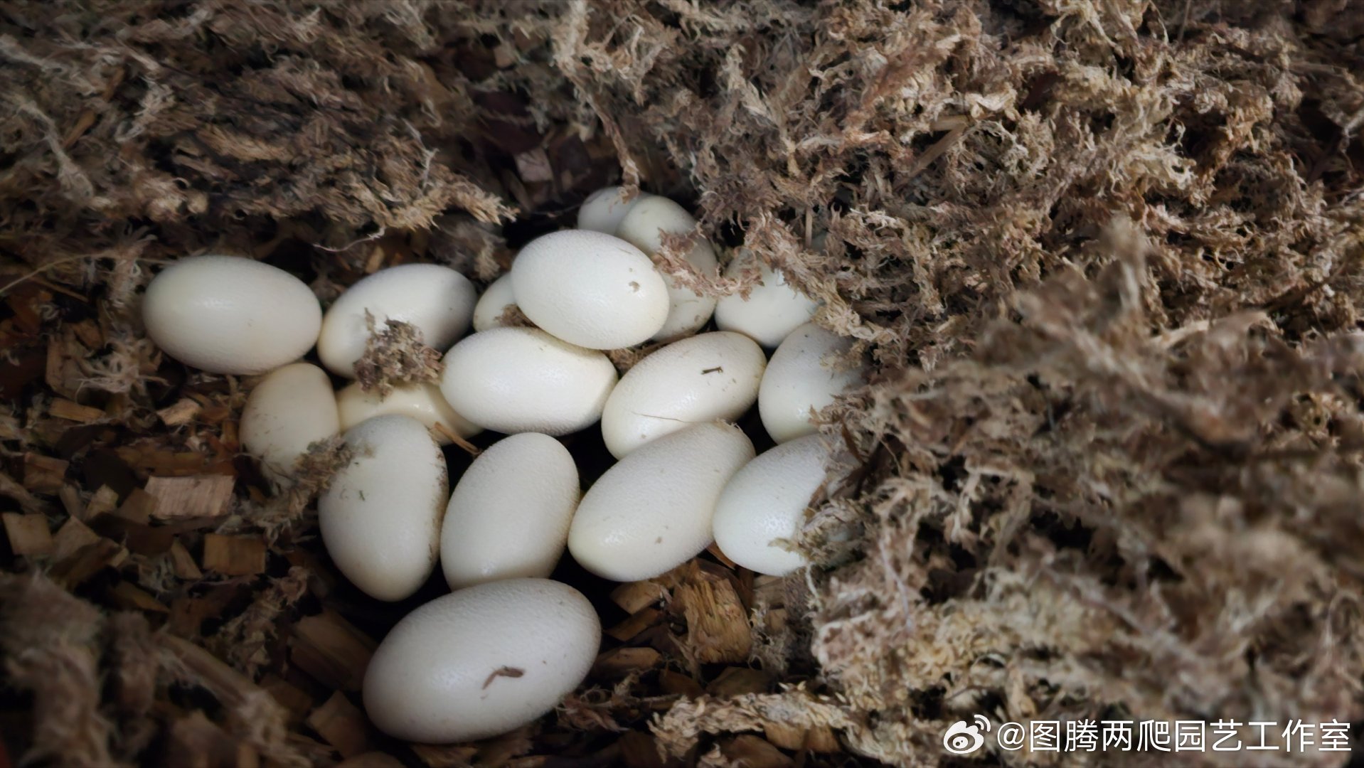 母王日新雄种,探索与解析,母王日新雄种的探索与解析