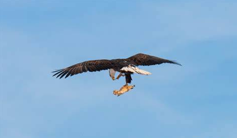 果头法军鹰晚传,深度解析背后的SEO策略与秘密,果头法军鹰晚传背后的SEO策略与秘密深度解析