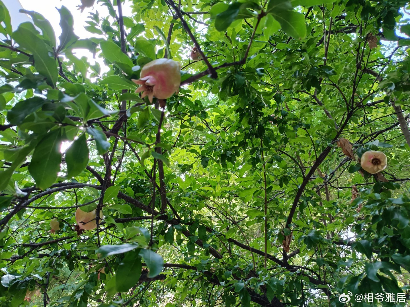 罗榴六征，深度解析与SEO优化策略，罗榴六征深度解析与SEO优化攻略