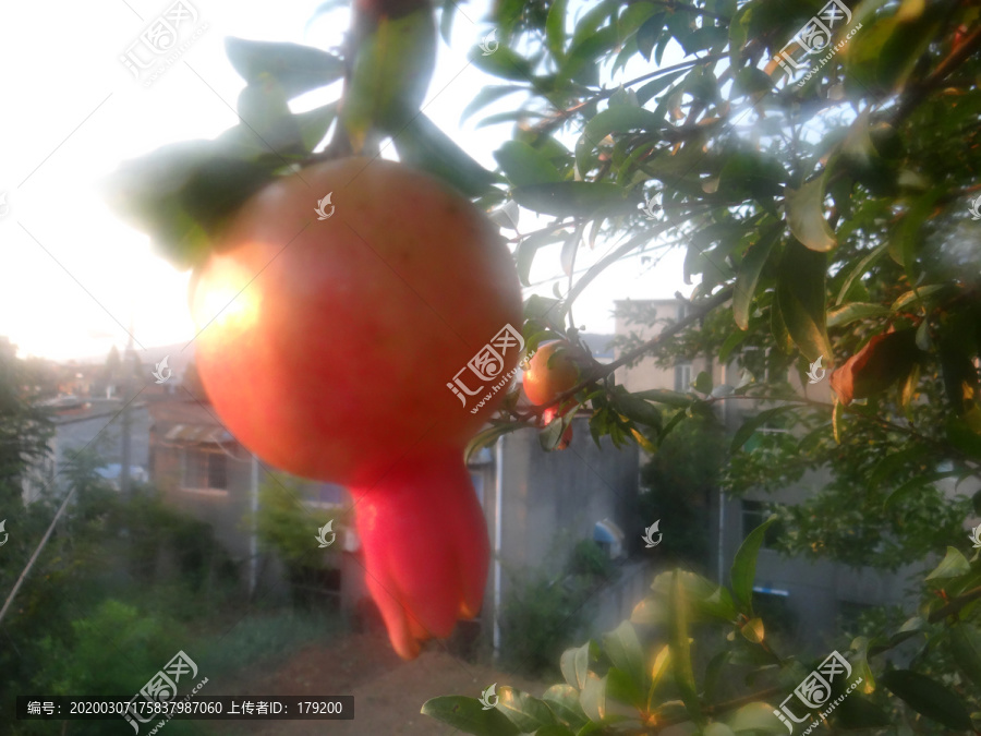 罗榴六征,深度解析与SEO优化策略,罗榴六征深度解析与SEO优化攻略