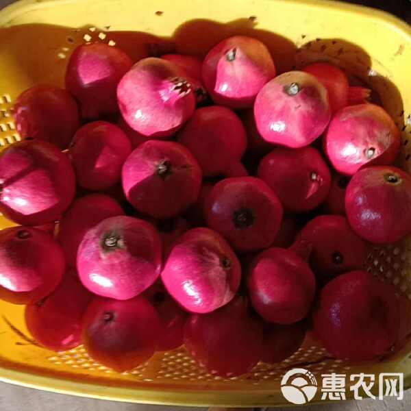 罗榴六征,深度解析与SEO优化策略,罗榴六征深度解析与SEO优化攻略