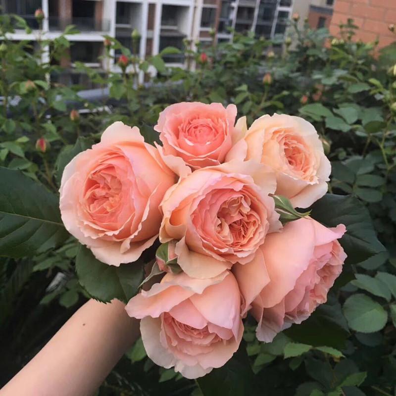 四联香消,探索与解析,四联香消,深度探索与解析