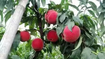 探索神秘数字背后的秘密,关于二式桃零的全面解析,二式桃零神秘数字背后的秘密全面解析