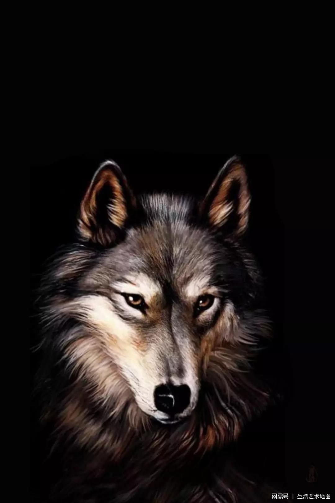 狼周准峡片，深度解析与探索，狼周准峡片，深度剖析与探索