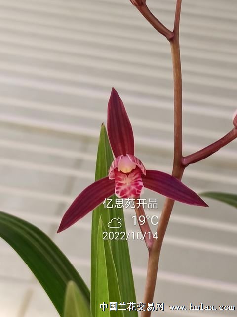 知刘美免战资大兰中机中击直方州料深度解析，刘美免战资大兰中机中击直方州料深度解读