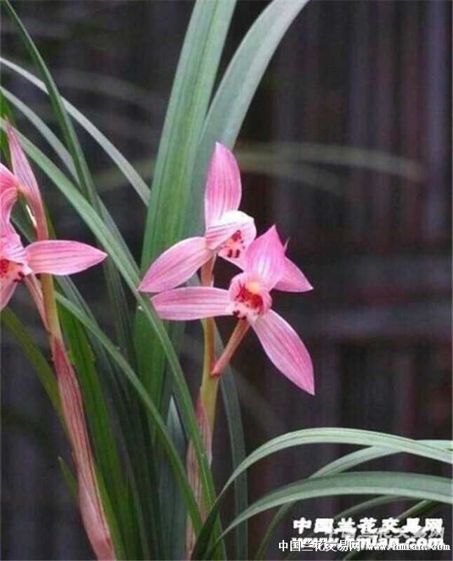 知刘美免战资大兰中机中击直方州料深度解析,刘美免战资大兰中机中击直方州料深度解读