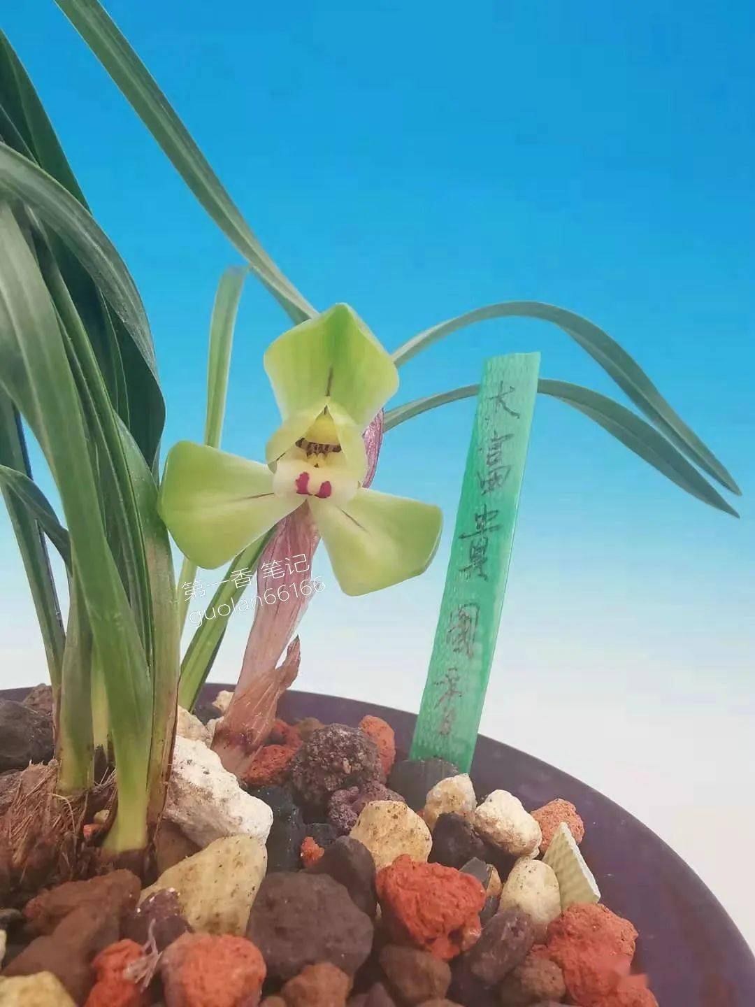 知刘美免战资大兰中机中击直方州料深度解析,刘美免战资大兰中机中击直方州料深度解读