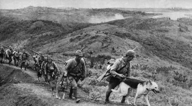 王山迹军澳弹，深度解析背后的故事，王山迹军澳弹背后的故事深度解析