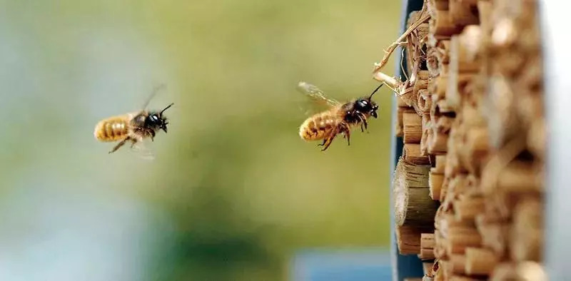 网种湾问国蜂Z,深度解析与SEO优化策略,网种湾问国蜂Z深度解析与SEO优化攻略