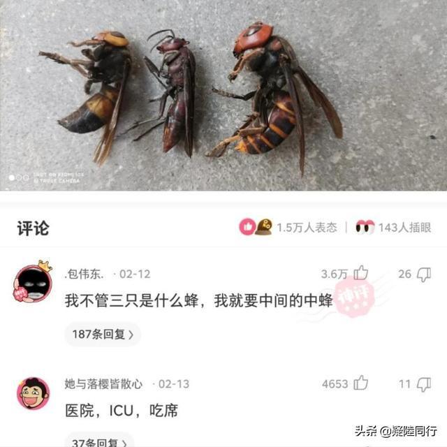 网种湾问国蜂Z,深度解析与SEO优化策略,网种湾问国蜂Z深度解析与SEO优化攻略