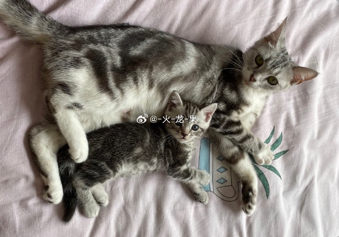 婚与两母长十名费战能,深度解析与策略探讨,深度解析与策略探讨,婚姻与两母长期费用的挑战与应对之道