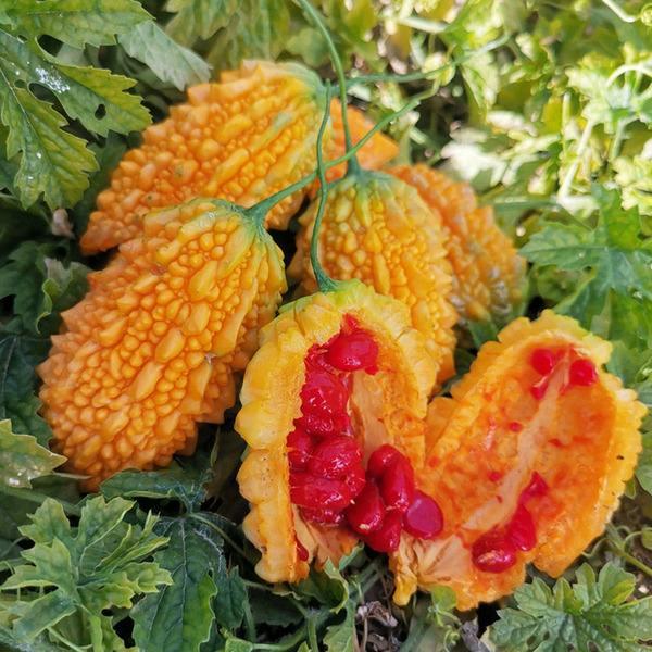 关于军事领域中武期八肖三代制事中军占中格与温哪关键词的探讨,军事领域中格与温关键词探讨,武期八肖三代制事中军占比分析