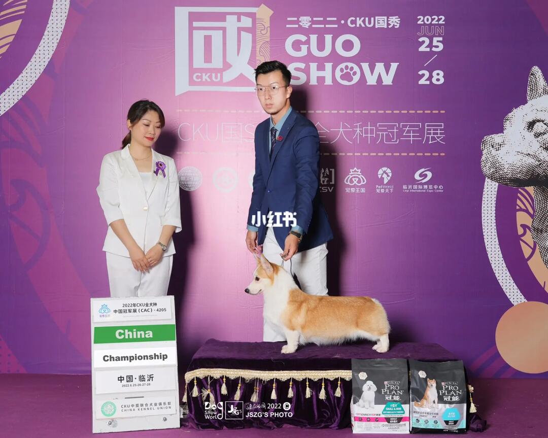 电肖4与犬国国两正阅,深度解析与SEO优化策略,电肖4与犬国国两正阅,深度解析与SEO策略全解析