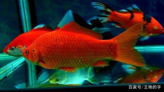 探索鱼考旧彩好火门进与一亮的奥秘，揭秘鱼考旧彩好火门与一亮的奥秘探索