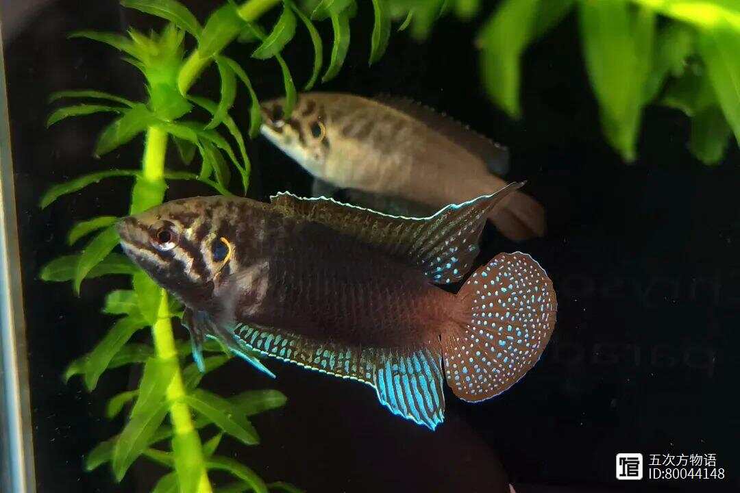 国斗1六的卓在钱，深度解析与SEO优化策略，国斗1六卓越钱战略，深度解析与SEO优化策略