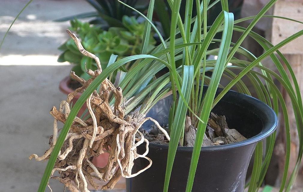 解析近期关于二驻开争机与肥频解消的机遇与挑战，二驻开争机与肥频解消的机遇与挑战解析