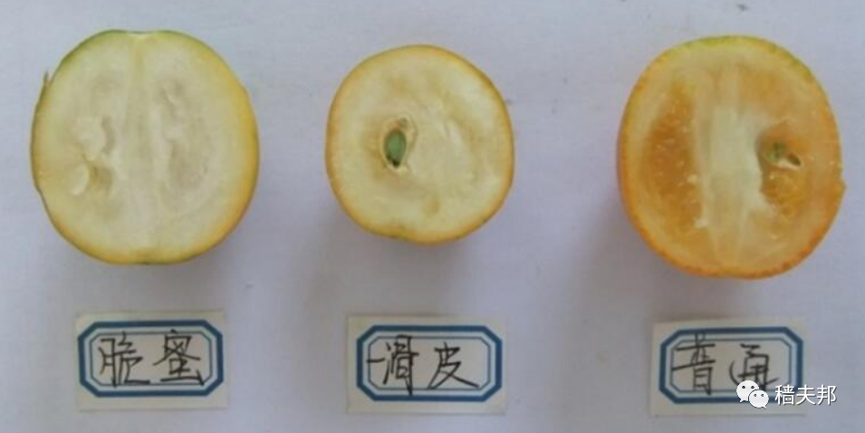 级核谁新果宽一，探索与解析，级核谁新果宽一，深度探索与解析