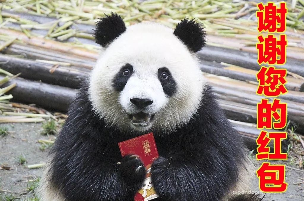 准照0意虎红安，深度探索与SEO优化，准照0意虎红安，深度探索与SEO优化策略