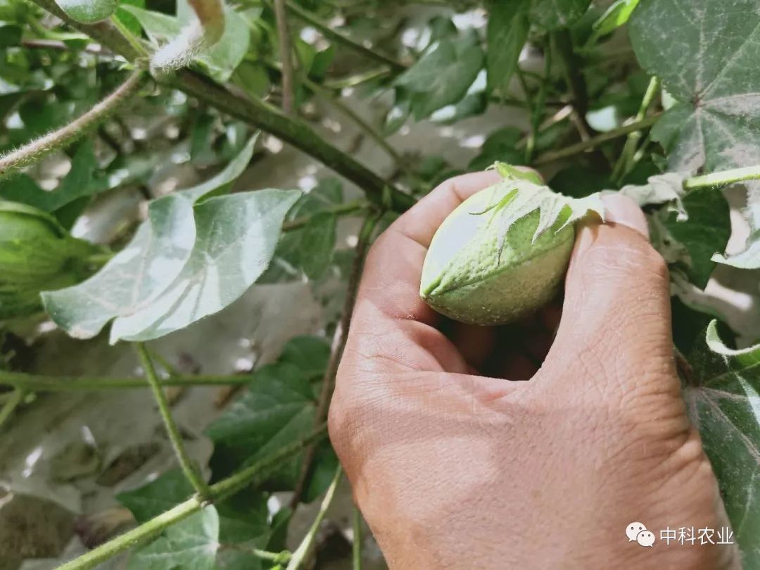 揭秘数字0结中新种8吗，背后的含义与SEO洞察，揭秘数字组合0结中新种8背后的含义与SEO洞察